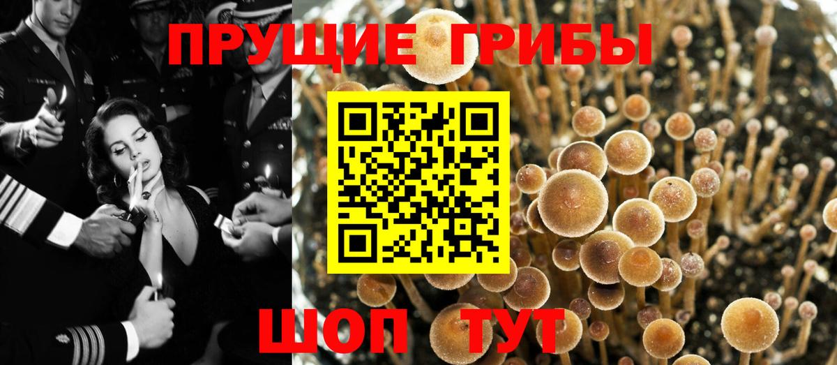 Звенигород  Псилоцибиновые грибы GOLDEN TEACHER  Вход с VPN 